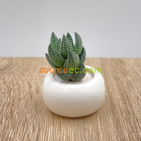 客製品-迷你磁鐵盆栽(白)